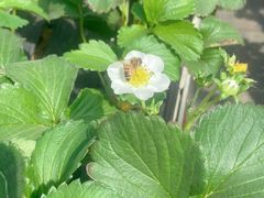 -甜心庄园·甜心草莓采摘园(西青中北店)