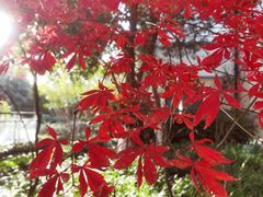 -上海市保健医疗中心