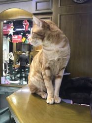 -木北造型