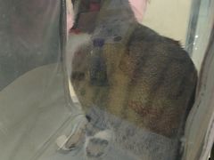 -天宠宠物医院24小时·急重症诊疗中心·全科·腔镜特色(和平分院)