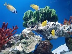 -海合安武汉极地海洋公园