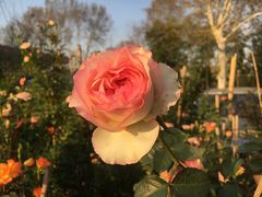 -金陵花卉交易市场
