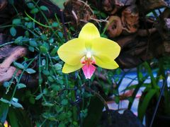 -北京植物园-展览温室