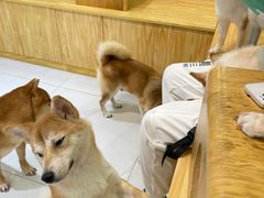 -柴源莊·柴小宠柴犬咖啡