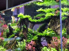 -花鸟鱼虫鲜花绿植市场(玉泉路店)