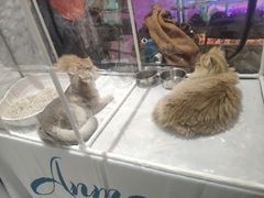 -凯德广场(埃德蒙顿路店)