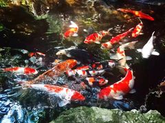 -聚缘堂·海鲜私房菜(松岭路店)