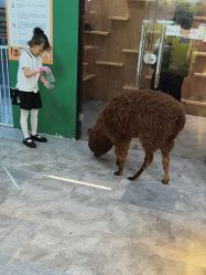 -神奇动物撸宠馆·羊驼·小浣熊·异宠(豫园店)
