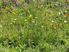 -紫颐香薰山谷景区