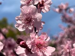 -上海滨江森林公园