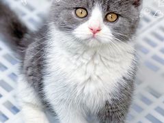 -lincat·猫舍(广州店)