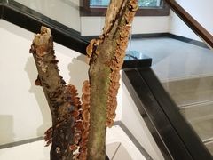 -中国茶叶博物馆(双峰馆区)