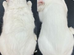 -momokira米努特·德文卷毛猫·棉花面纱犬