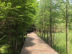 -溱湖国家湿地公园