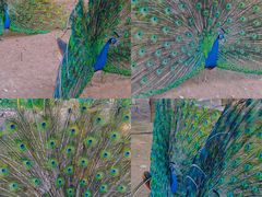 -丽泽山庄·生态怀柔菜·虹鳟鱼(红螺寺店)