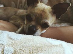 -宠颐生动物医院·心脏科·保险定点(锦阳分院)