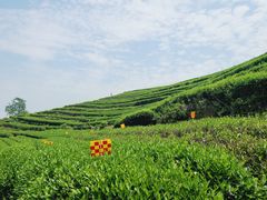 -龙坞茶村