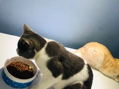 -喵的天空名猫咖啡馆·撸猫·猫舍·用品