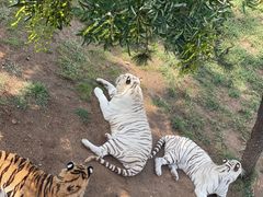 -西霞口神雕山野生动物世界