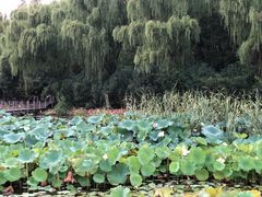 -昆山城市生态森林公园