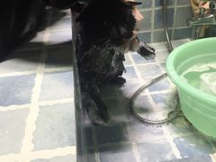 -1013 PET SHOP 宠物商店(近铁城市广场店)