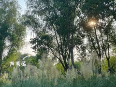 -溱湖国家湿地公园