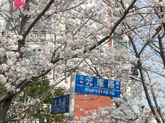 -高东镇樱花园