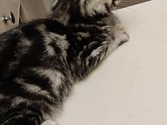 -爱诺耐芙动物医院(万博店)