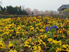 -嘉定紫藤园