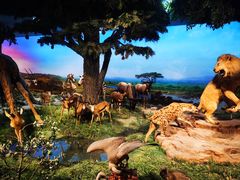 -国家自然博物馆