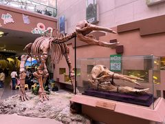 -陕西自然博物馆