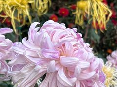 -国家植物园