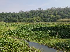 -南宁良凤江国家森林公园