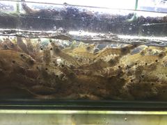 基围虾-覃记海鲜美食餐厅