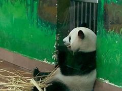 -广州动物园