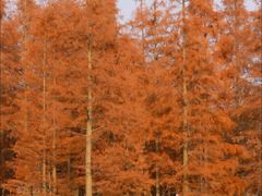 -白鹭湾湿地公园