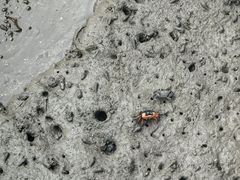 -北海金海湾红树林生态旅游区