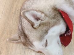 小漂亮-Husky Go! 哈士奇体验馆·宠物咖啡厅狗咖