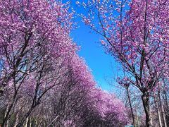 -洛阳市隋唐城遗址植物园