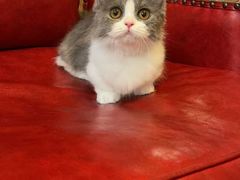 -猫大福·Fortune Cat猫舍(百子湾店)