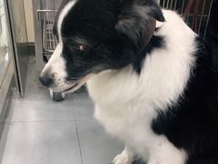 -宠福鑫康馨动物医院·骨科·眼科