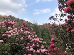 -贵州百里杜鹃风景名胜区