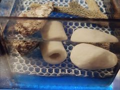 -中环花鸟鱼虫市场