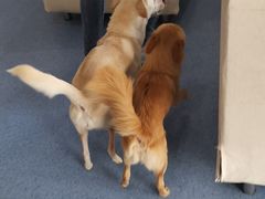 -顺强宠物诊所·狂犬免疫·夜诊·骨科(嘉定店)