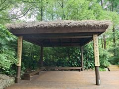 -上海滨江森林公园