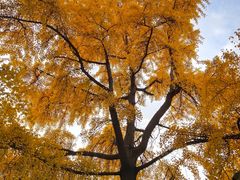 -四川大学(华西校区)