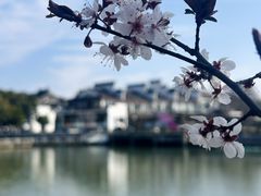 -八大山人梅湖景区