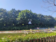 -广州长隆飞鸟乐园