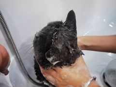 -爱洗澡的猫(天河路店)