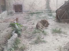 -上海野生动物园